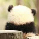 卵巢早衰的常见表现有哪些？
